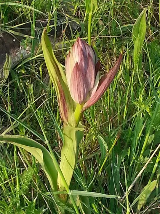 bocciolo da identificare