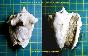 notizie sullo Strombus Bubonius