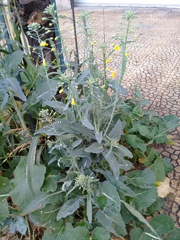 Brassica rapa? Brassica  napus