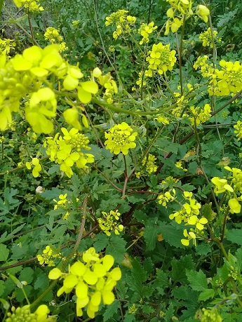 Sisymbrium officinalis or Sinapis or what?