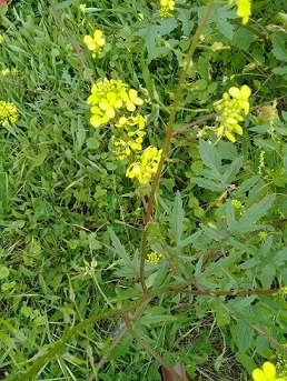 Sisymbrium officinalis or Sinapis or what?