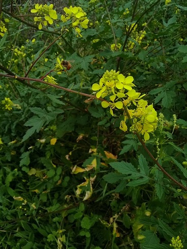 Sisymbrium officinalis or Sinapis or what?