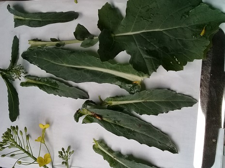 Brassica rapa? Brassica  napus