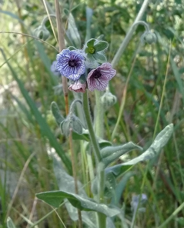 Cynoglossum creticum