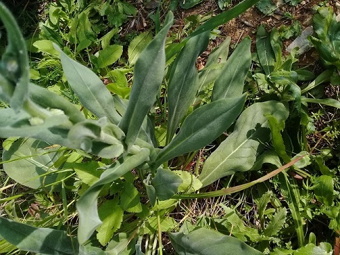 Cynoglossum creticum