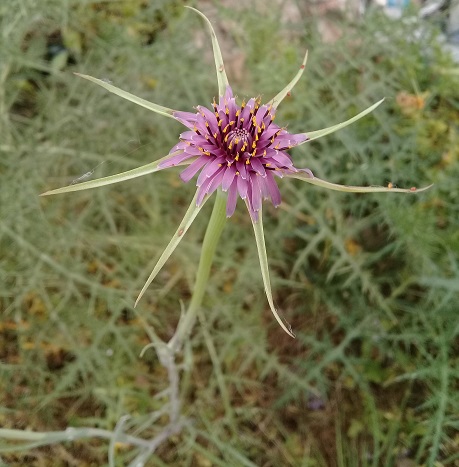 goat''s Beard - Tragopogon porrifolius