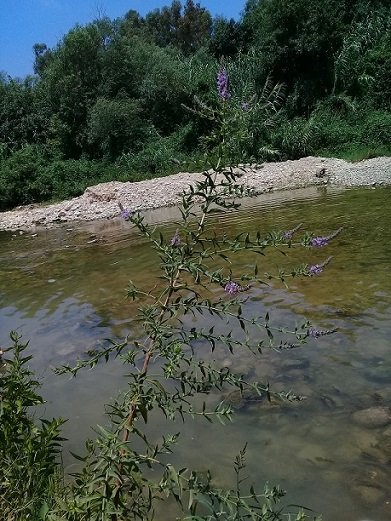 Lythrum salicaria (Lythraceae)