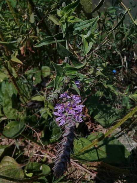 Lythrum salicaria (Lythraceae)