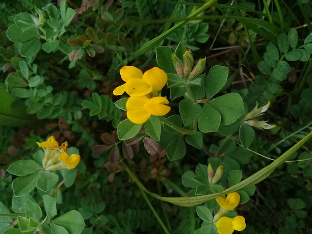 mi aiuteresti ad identificare le specie di questo medicago o di loto