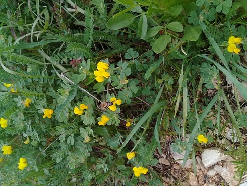 mi aiuteresti ad identificare le specie di questo medicago o di loto