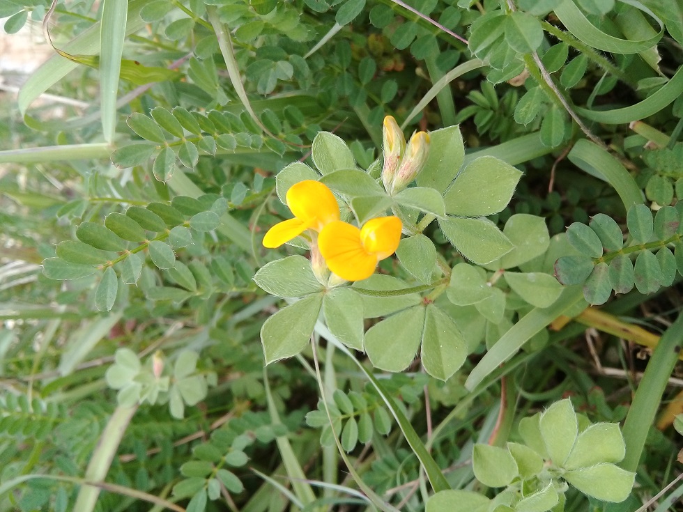 mi aiuteresti ad identificare le specie di questo medicago o di loto