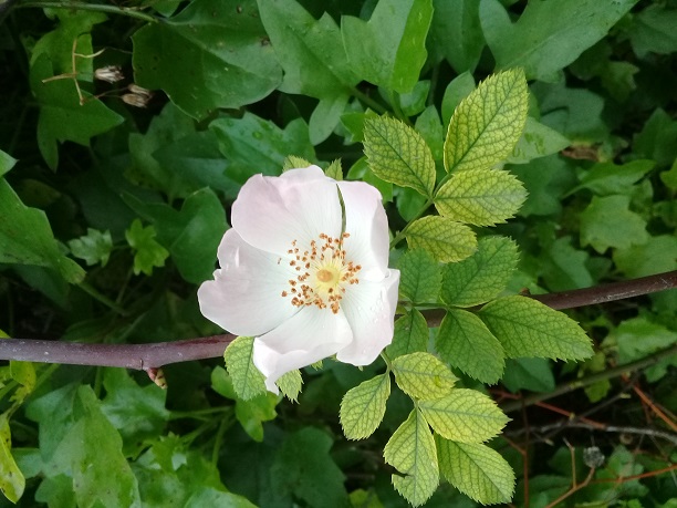 Rosa canina o cosa?