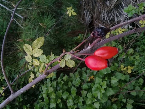 Rosa canina o cosa?