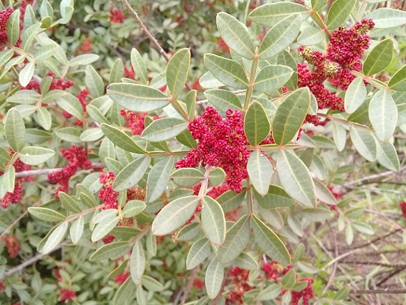 Pistacia lentiscus