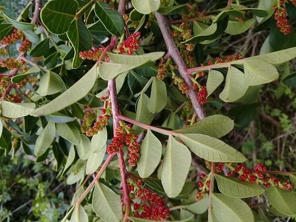 Pistacia lentiscus