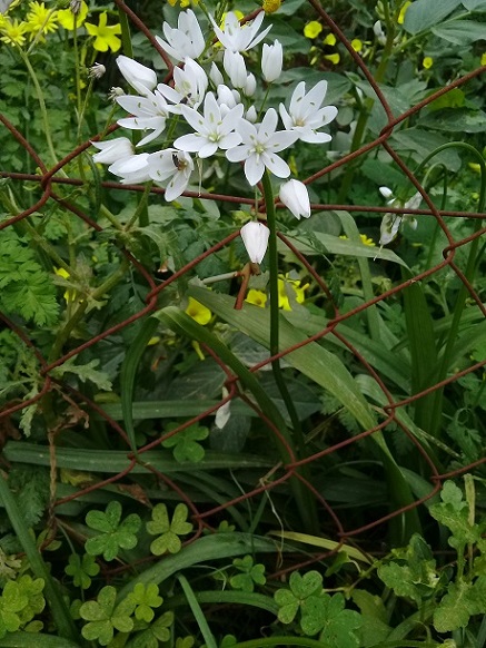 fiore bianco simile a ornithogalum - Allium sp.