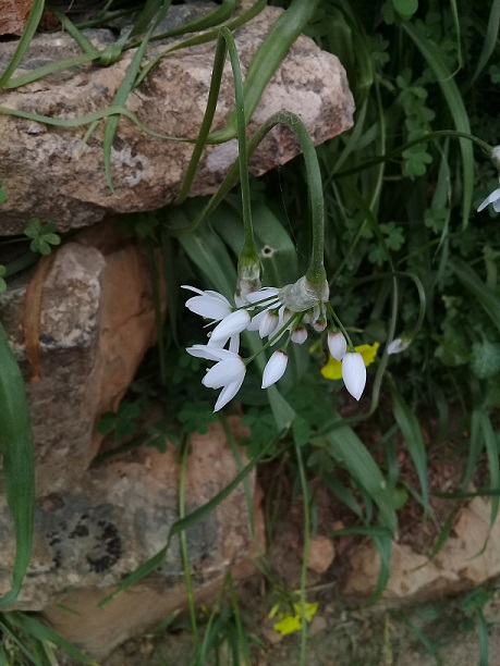 fiore bianco simile a ornithogalum - Allium sp.