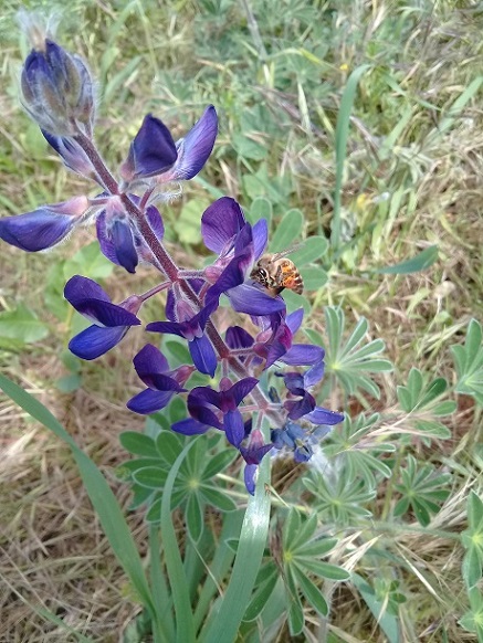 Lupinus sp.