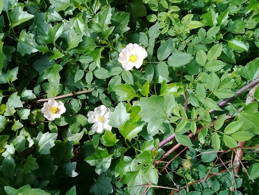 Rosa canina o cosa?