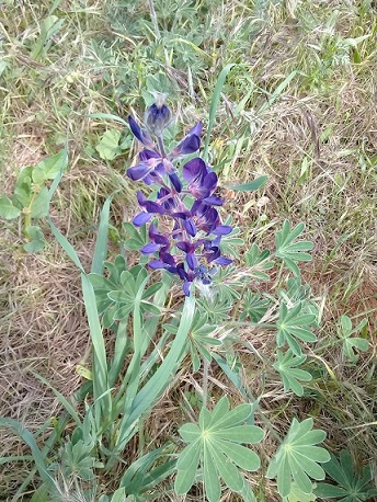 Lupinus sp.