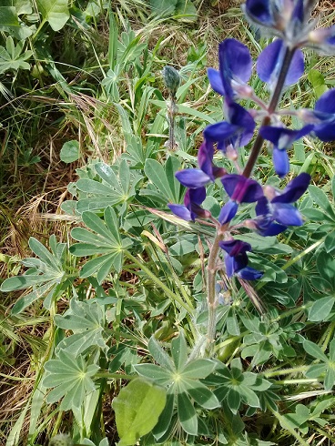 Lupinus sp.