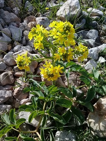 fiore giallo tra le rocce:  Leontice leontopetalum  (Berberidaceae)