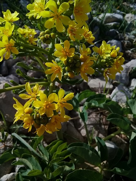 fiore giallo tra le rocce:  Leontice leontopetalum  (Berberidaceae)