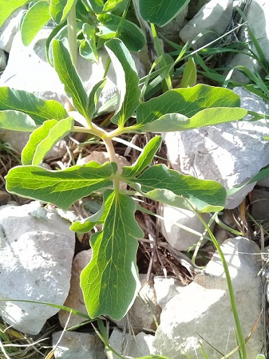 fiore giallo tra le rocce:  Leontice leontopetalum  (Berberidaceae)