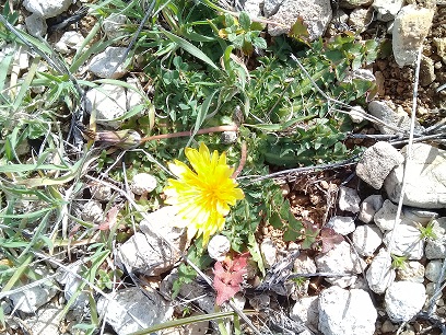 Taraxacum