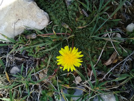 Taraxacum