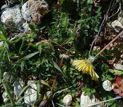 Taraxacum