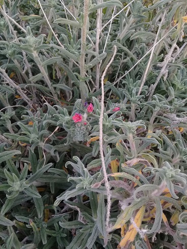 Chi pu identificare le specie di questo echium