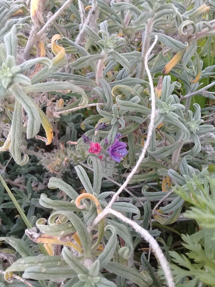 Chi pu identificare le specie di questo echium