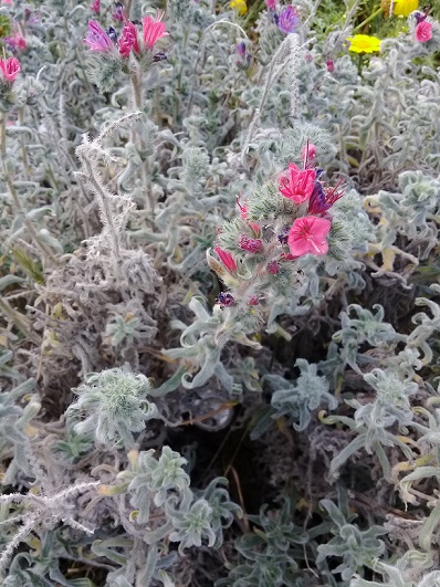 Chi pu identificare le specie di questo echium