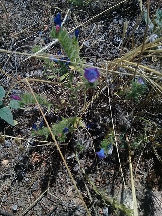 Chi pu identificare le specie di questo echium