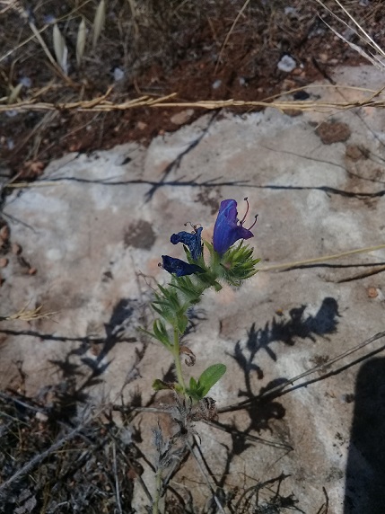 Chi pu identificare le specie di questo echium