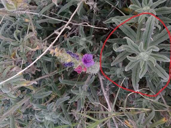 Chi pu identificare le specie di questo echium