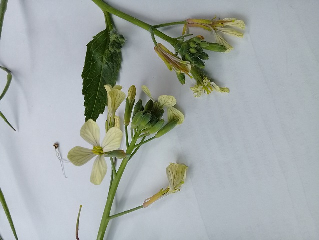 Eruca sativa or Raphanus raphanistrum?  Eruca vesicaria (= E. sativa), Brassicaceae