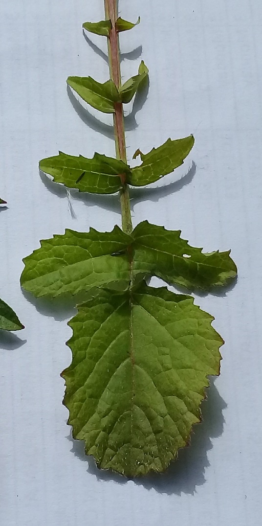 Eruca sativa or Raphanus raphanistrum?  Eruca vesicaria (= E. sativa), Brassicaceae