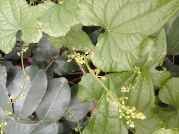 rampicante selvaggia: Dioscorea communis (Monocotyledones Dioscoreaceae)