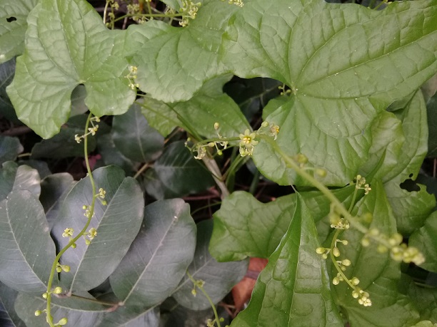 rampicante selvaggia: Dioscorea communis (Monocotyledones Dioscoreaceae)