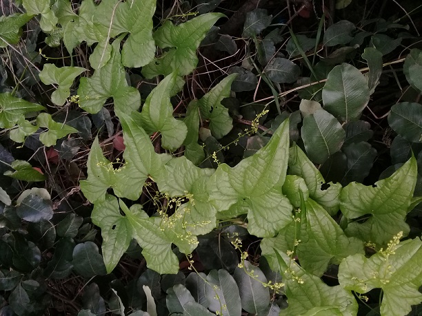 rampicante selvaggia: Dioscorea communis (Monocotyledones Dioscoreaceae)