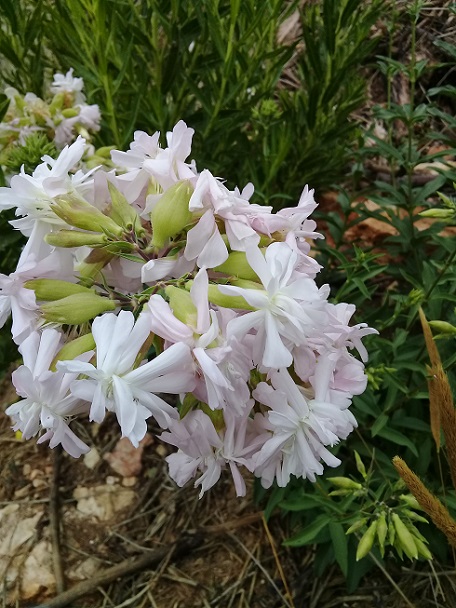 buon odore a 1300 m:   Saponaria officinalis (Caryophyllaceae)