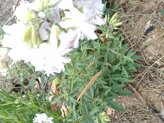 buon odore a 1300 m:   Saponaria officinalis (Caryophyllaceae)