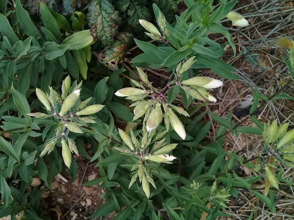 buon odore a 1300 m:   Saponaria officinalis (Caryophyllaceae)