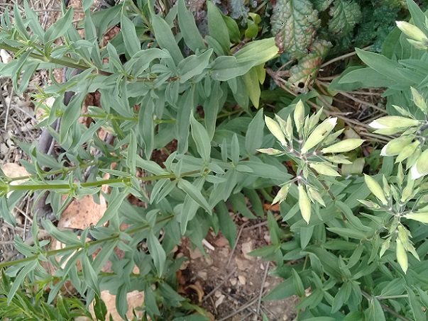 buon odore a 1300 m:   Saponaria officinalis (Caryophyllaceae)