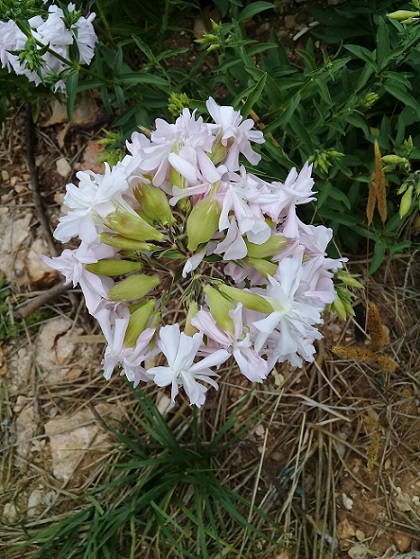 buon odore a 1300 m:   Saponaria officinalis (Caryophyllaceae)