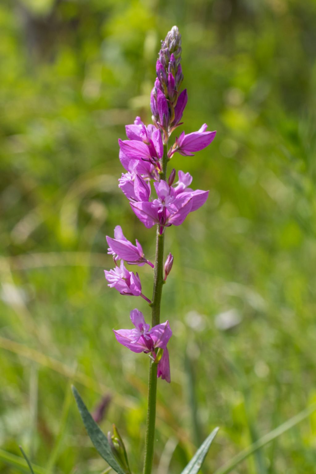 Polygala nicaeensis ?