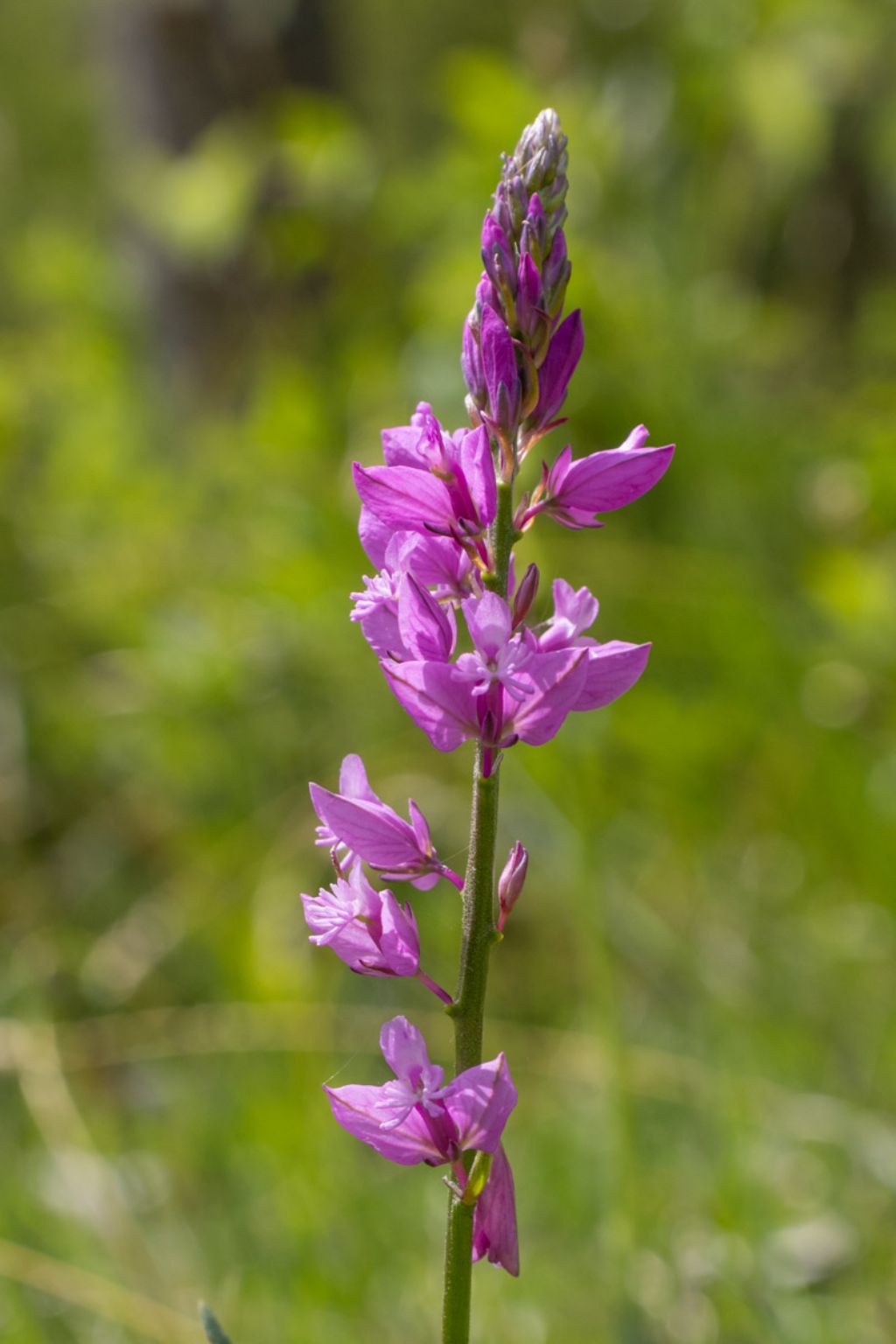 Polygala nicaeensis ?