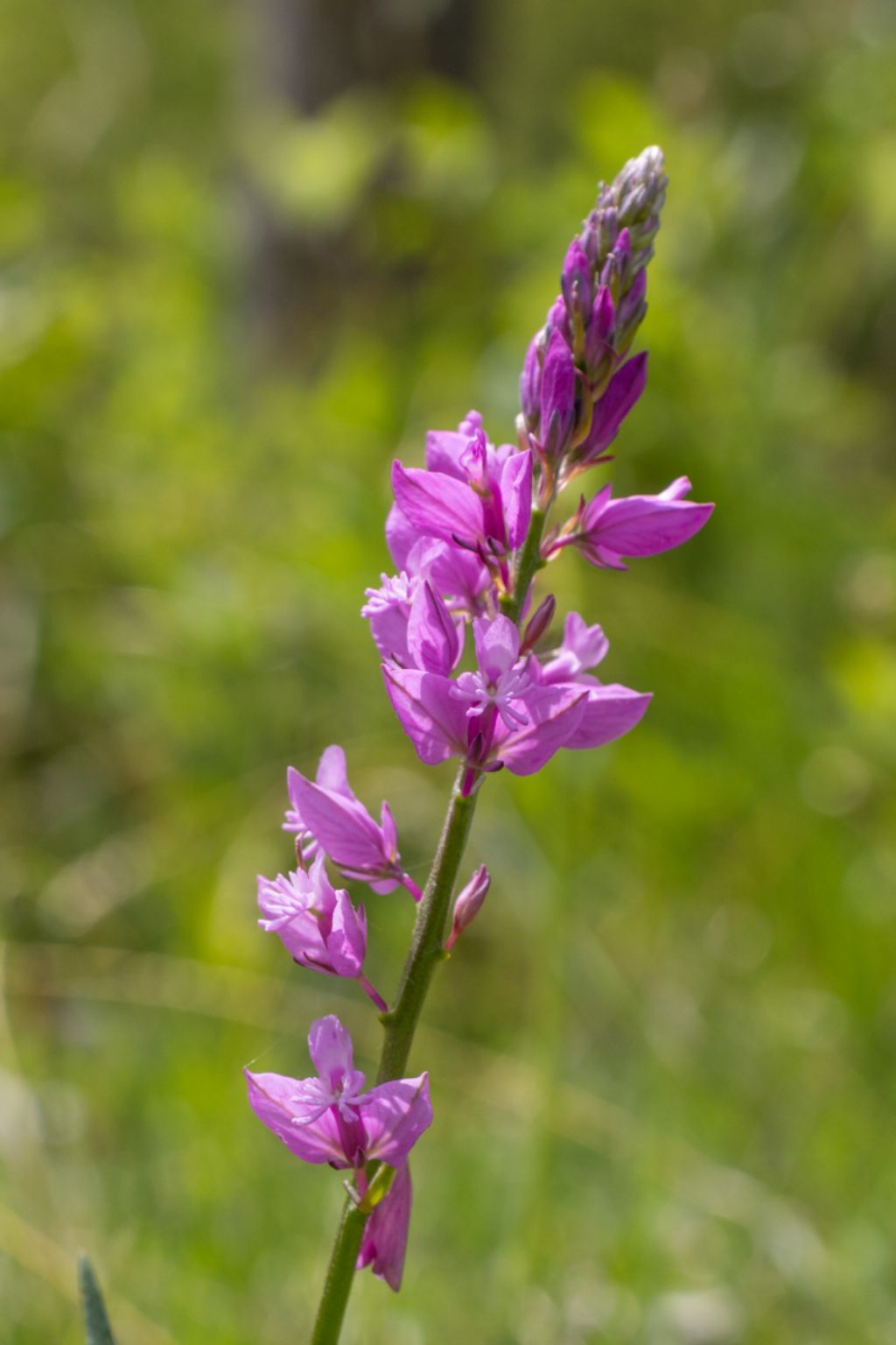 Polygala nicaeensis ?